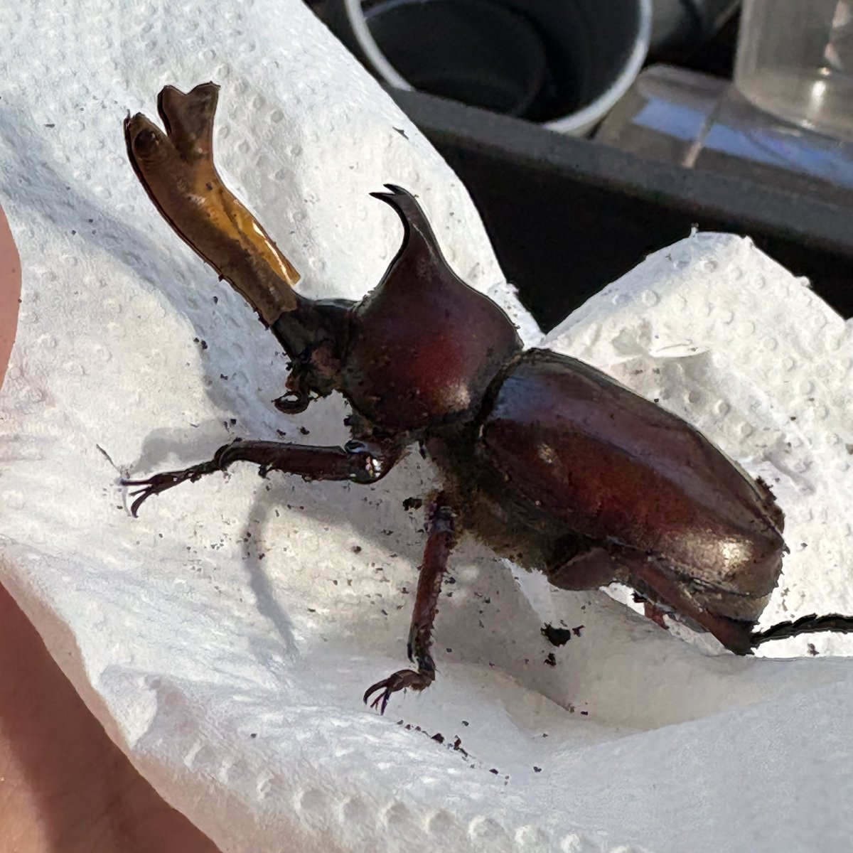 beetle7_com's tweet photo. 🌈国産カブト🔥

我が家の国カブも羽化開始！
かっこよすぎる☺️
阿古谷R Rです🔥

去年より少ないけど、
今年も大量羽化ラッシュの予定なので
プレ企画しちゃうよー😂🔥

参加してくださいね😆✨ https://t.co/3IhSkYKngU