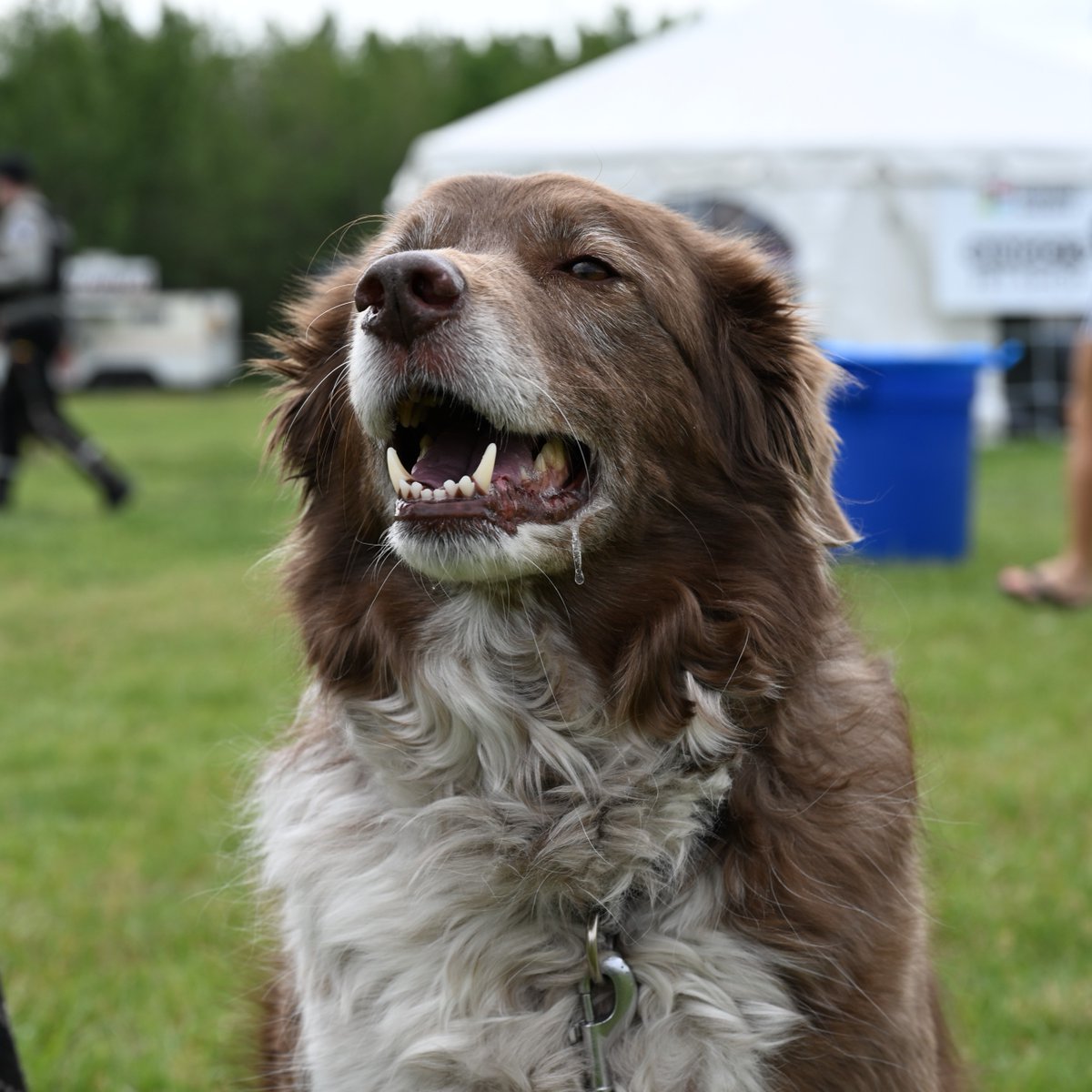 EdmontonHumane tweet picture