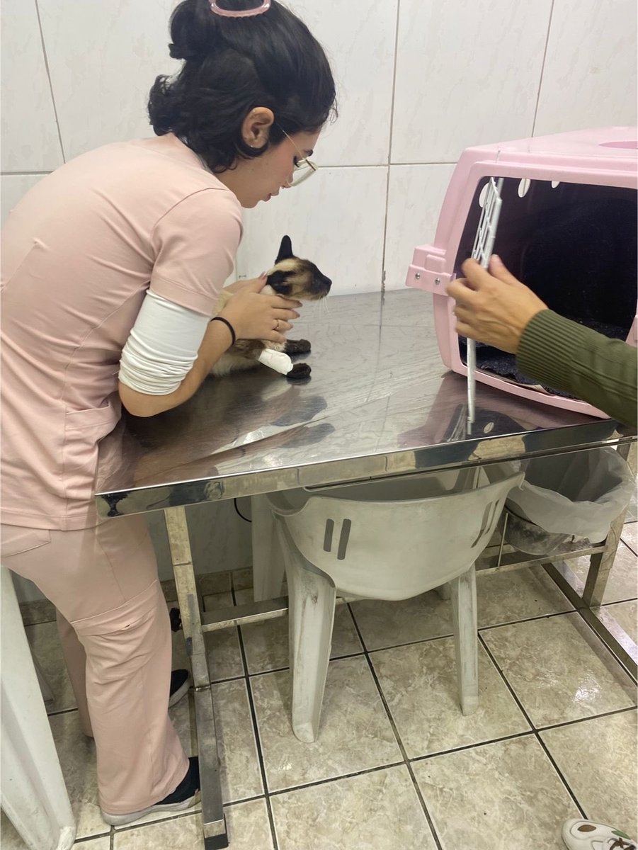 CantiinhoDoAmor's tweet photo. Olá, esse é o Linguinha gatinho de rua que foi castrado por nós e vivia numa colônia a uns 5/6 anos, ele apareceu a 3 semanas bem magro e não queria comer, levamos ao veterinário e descobrimos que estava com úlceras na boca e com problema renal (CONTINUA..)

Pix: 11987176273 https://t.co/bjUoxdvxeN