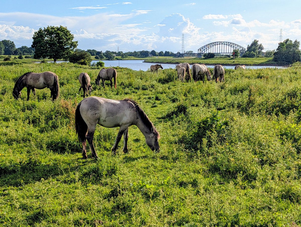 RobSlakhorst's tweet photo. Zonnetje komt door dus even de benen strekken. Voordeur uit, dijkje over en we staan in de natuur. #uiterwaardparkmeijnerswijk https://t.co/eG8kX6UlGk