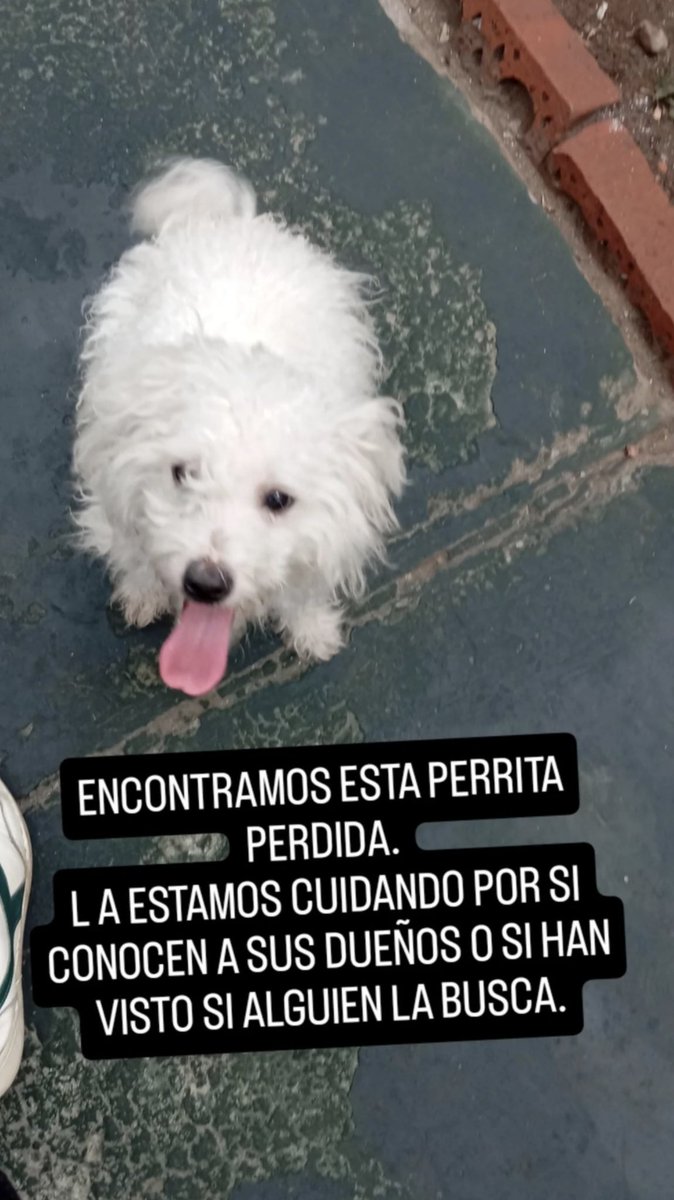 Fco_JSG's tweet photo. #iquique un primo encontró esta perrita perdida https://t.co/yXC1estFPK