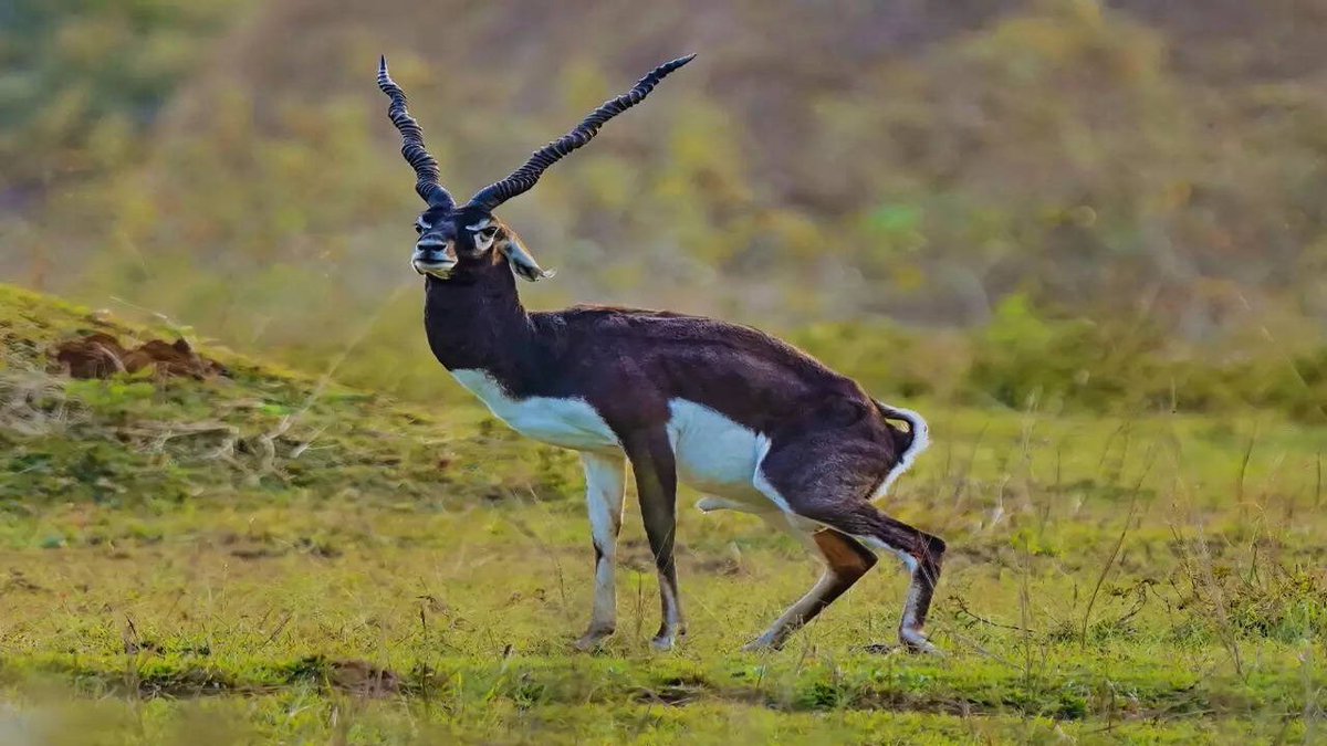 gaurravbhrdwj's tweet photo. A decade ago, in the desert districts of western Rajasthan, thousands of Chinkara (Indian Gazelle) used to roam freely in large herds across the Orans (traditional sacred grazing lands). But now, they are rarely seen. Many have been killed, many have died entangled in barbed wire fences, and many have fallen prey to stray dogs.
On top of this, the state government has dealt the final blow by establishing thousands of hectares of solar power generation plants on this desert land, completely destroying their natural habitat. Where are these animals supposed to go now? For the government, this may be nothing more than barren, unproductive wasteland, but it sustains a complete biodiversity cycle that we have shattered.
Restoring it to its former glory is an extremely difficult task and perhaps it is no longer even possible. We speak of conservation, yet we continue to create problems for these living beings.
In these regions, species like Nilgai (Blue Bull), Chinkara, Blackbuck, and many important resident as well as migratory bird species are found throughout the year. The Great Indian Bustard a bird reminiscent of the Gondwana era also inhabits these areas. Seven species of vultures are present here. Among carnivores, Caracal, Desert Cat, Jackal, Wolf, and other species are being wiped out for our own benefit a step that can only be considered unjust.
Now it remains to be seen how the future of these wildlife species survives amidst the state government’s policies that run contrary to wildlife conservation and the interests of industrial lobbies. #desertwildlife #wildlifeinrajasthan #thardesert #caracal #solarenergy