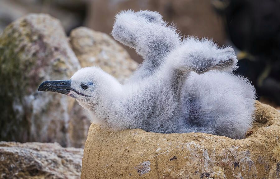 joancarroll's tweet photo. Fluffy Albatross Chick Tests Its Wings! https://t.co/ZZwe6gR5mO #albatross #chick #fuzzy #fluffy #wildlife #wildlifephotography #bird #birdphotography #birdwatching #birding #nest #falkland #buyart #wallart #artforsale #artstore #travel #travelphotography #wallartforsale #giftideas @joancarroll