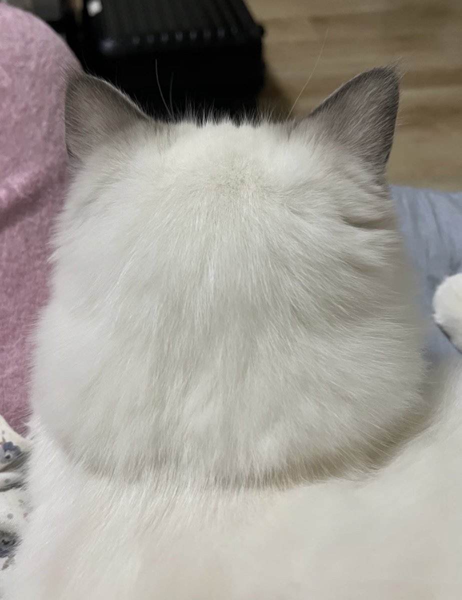 mobaiki's tweet photo. There is no difference
#dottore https://t.co/alLiblux3a