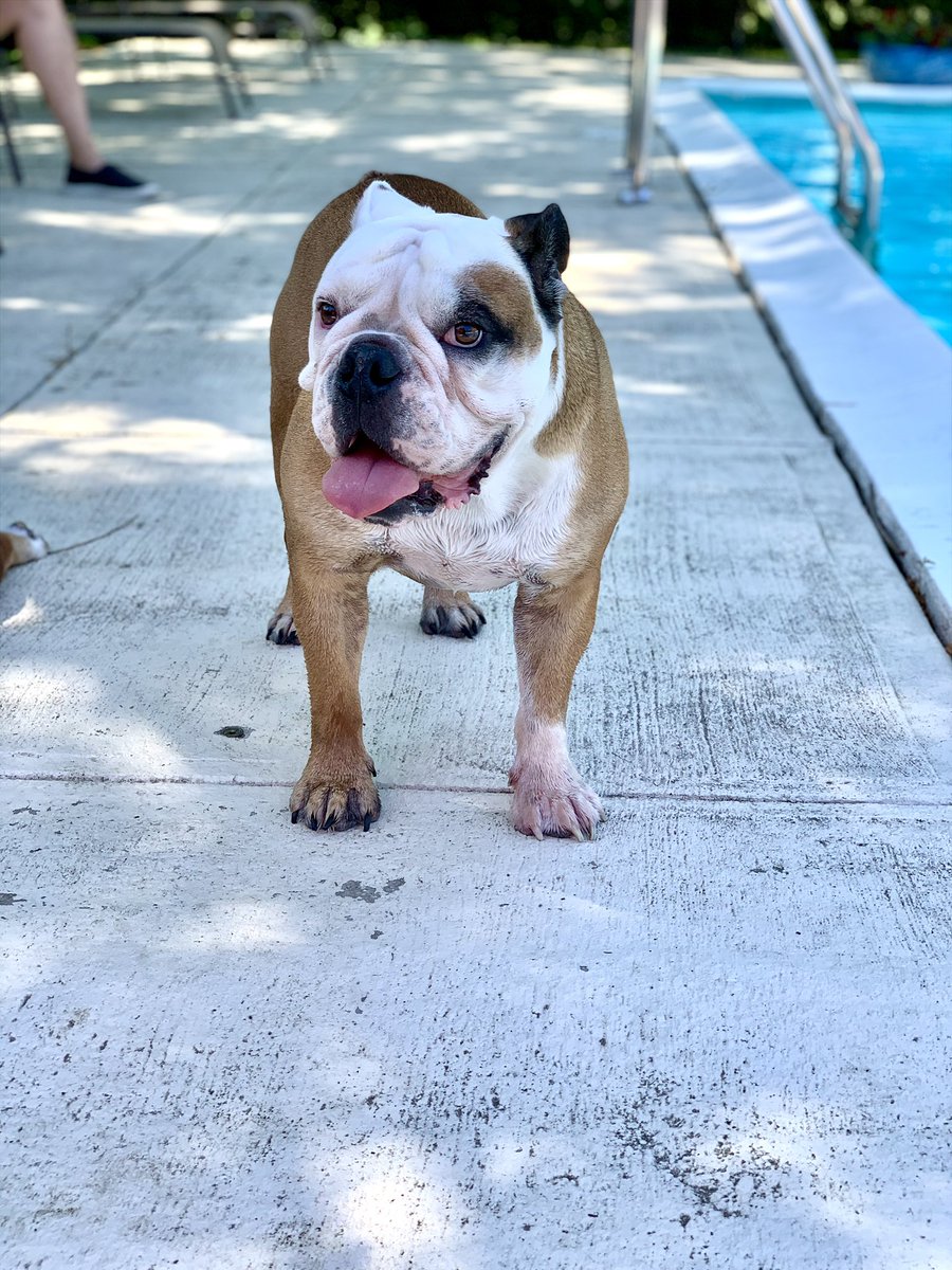 AKCHercules's tweet photo. My good friend has earned his wings and now he is in paradise in Heaven awaiting his parents and his other friends one day. He is at the ultimate #BullyBash. And I am sure his brother Fenway & bestie Ridley was there to welcome him first. Here is Hercules reaction when I mentioned it to him yesterday. I attached it to this post and a few others with him, Ridley Hercules and Lizzie @ChupacabraLizzi. @Lil_Fen
Rest in Peace Baker, #SwaggyB
๐๐๐๐๏ธโฅ๏ธ
#adoptdontshop #dogs #dog #dogsoftwitter #dogsofX #shelterdogs #dogrescues