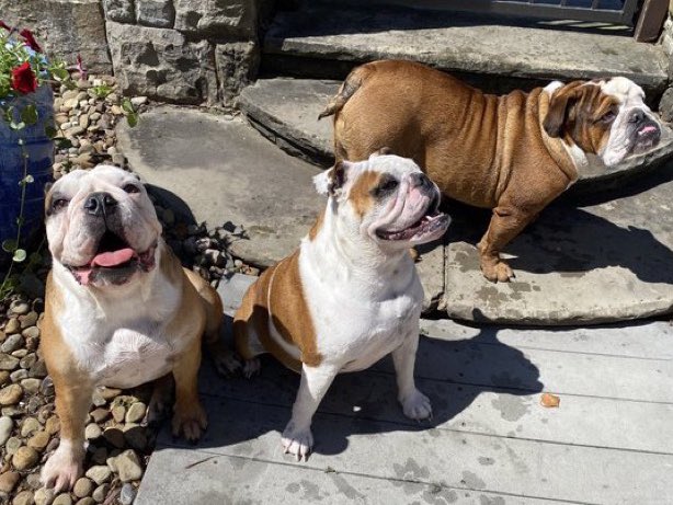 AKCHercules's tweet photo. My good friend has earned his wings and now he is in paradise in Heaven awaiting his parents and his other friends one day. He is at the ultimate #BullyBash. And I am sure his brother Fenway & bestie Ridley was there to welcome him first. Here is Hercules reaction when I mentioned it to him yesterday. I attached it to this post and a few others with him, Ridley Hercules and Lizzie @ChupacabraLizzi. @Lil_Fen
Rest in Peace Baker, #SwaggyB
๐๐๐๐๏ธโฅ๏ธ
#adoptdontshop #dogs #dog #dogsoftwitter #dogsofX #shelterdogs #dogrescues