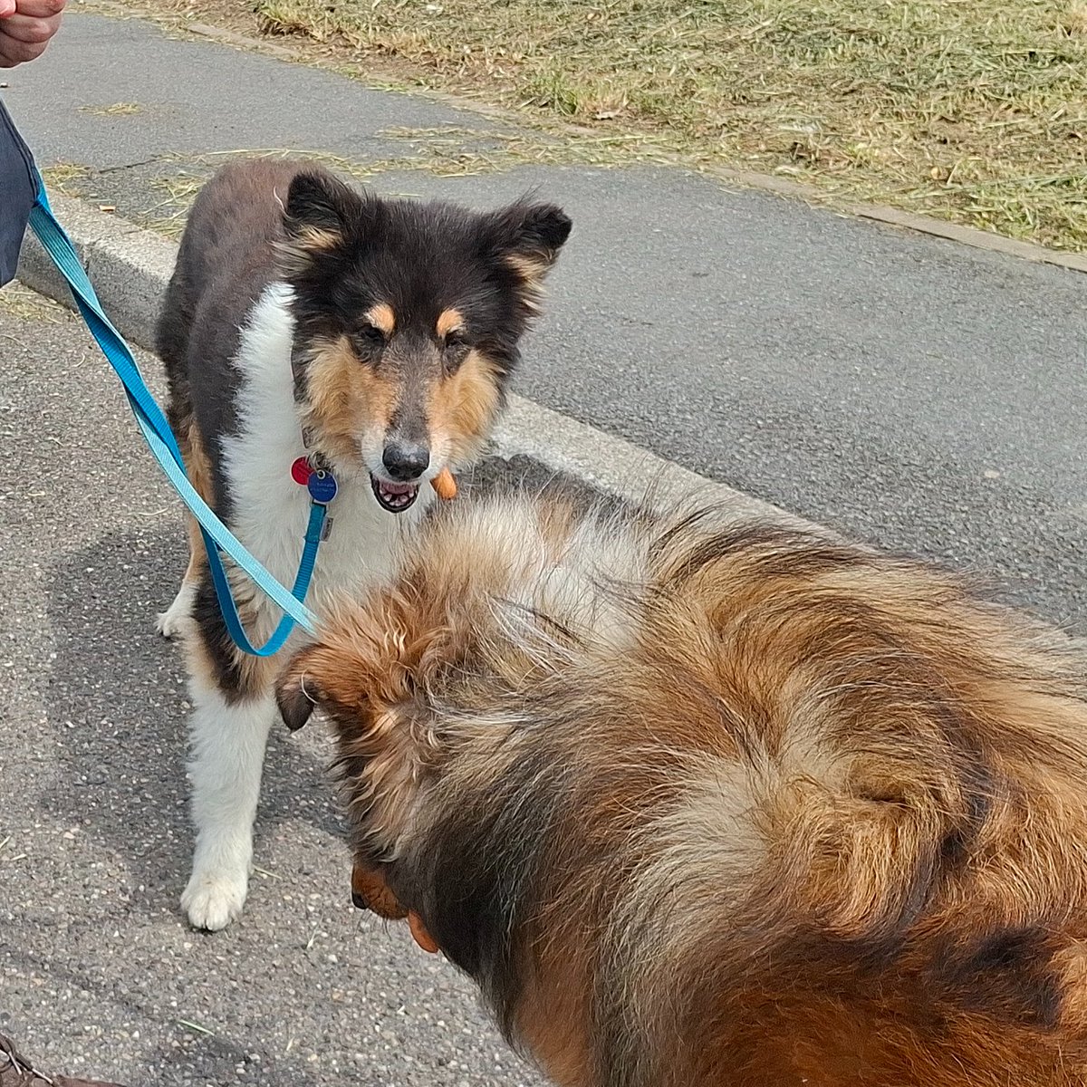 ItCollie tweet picture
