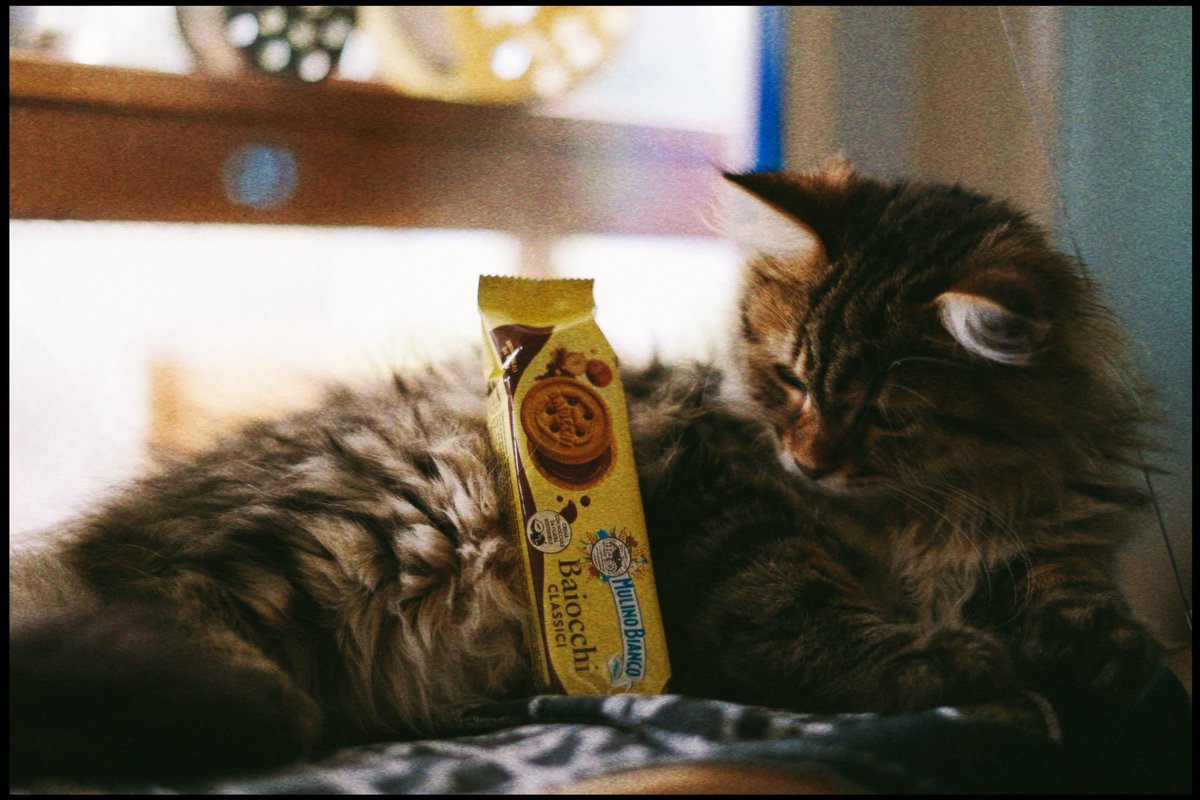 P__Perrier's tweet photo. Say hello to my first Siberian Cat Son….

Behold…. 

BAIOCCHI https://t.co/ONaW2lZSjW