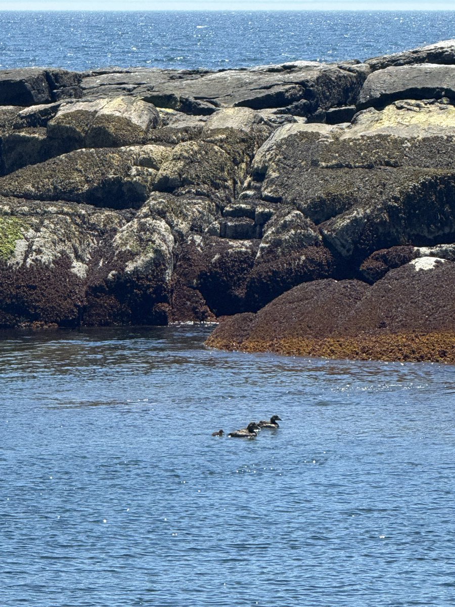 rotty107's tweet photo. Eiders and puffins and seals, oh my! https://t.co/qcbSdqG1nz