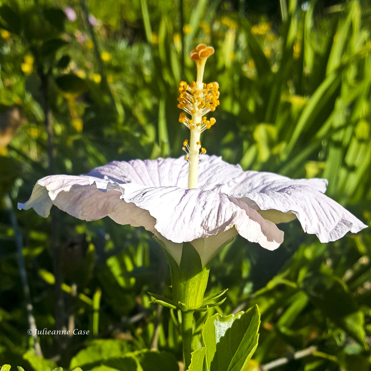 JulieanneCase's tweet photo. Beauty happens everywhere! https://t.co/TU5v3sPXB2