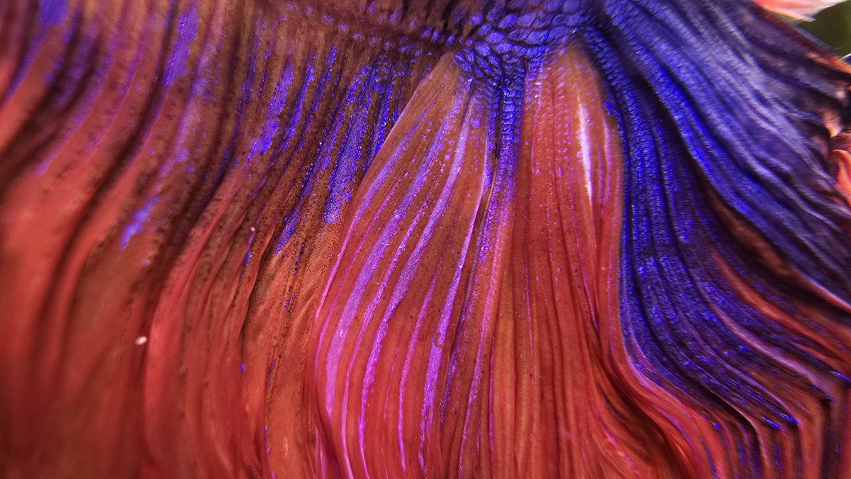 ninnq's tweet photo. Seriously, Harley is art. 😍 https://t.co/O4Wh33qNSz