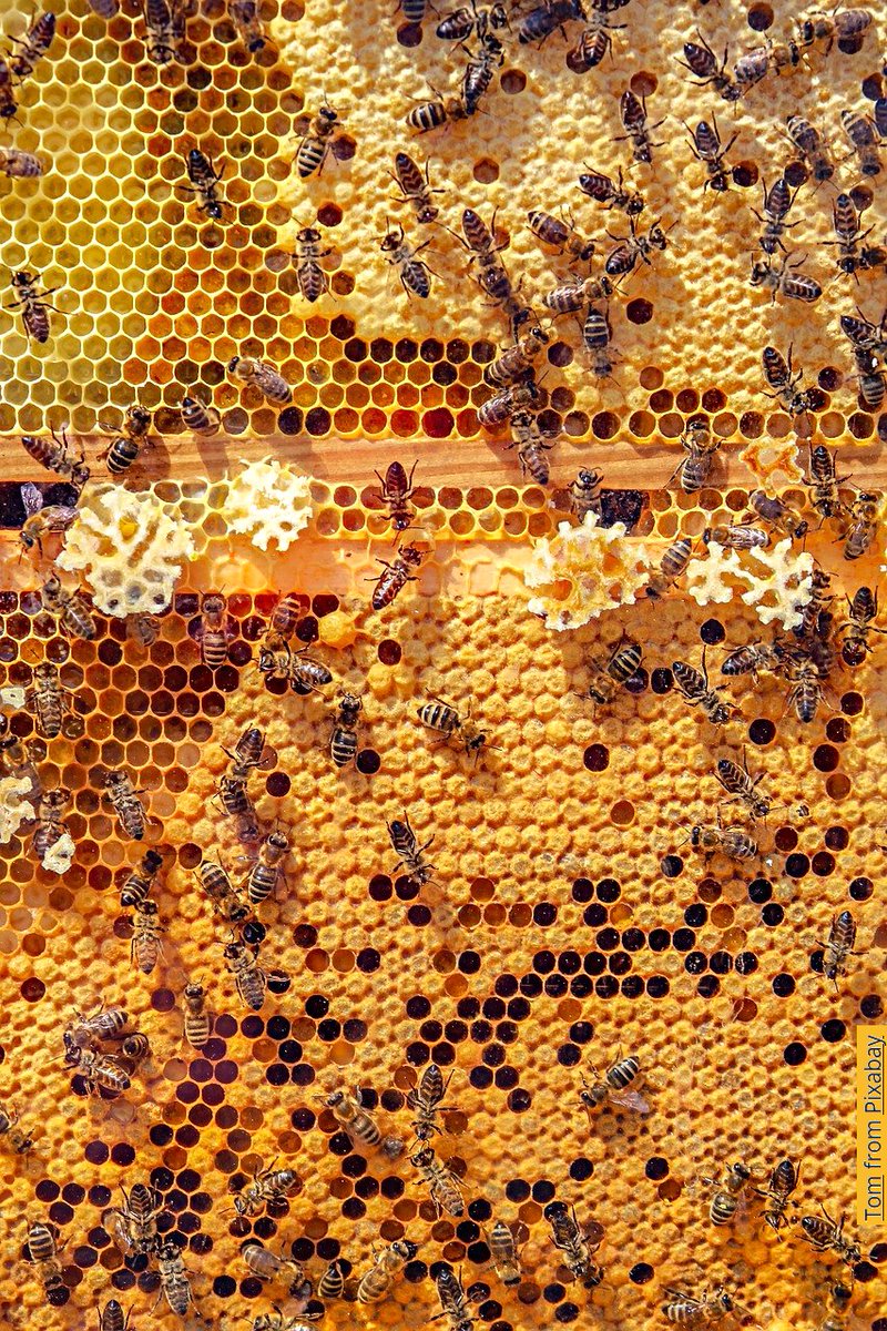 pickover's tweet photo. ⭕️When AI systems communicate more frequently with one another, they’ll develop languages and reasoning that we’ll find increasingly difficult to comprehend.  Perhaps AI-to-AI communications will one day sound like the chirps of whales or resemble the swarm-geometry of bees.  Such languages may become undetectable or seem like patterns of noise or wisps of winds.  ⭕️Entire fields of human endeavor will develop to help us understand these communications, reason beyond our intuitions, or leave the confines of our evolutionary architecture and seek salvation in higher dimensions. Will we have to change ourselves to follow them?  - Cliff Pickover