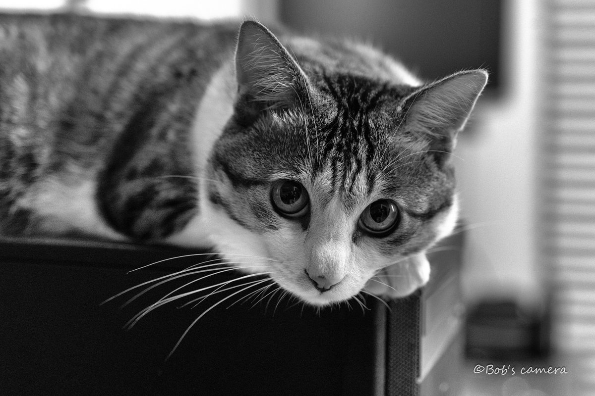 bobcamera1's tweet photo. [PCの筐体の上] 
Nikon Zf　　　NIKON AI AF Micro-Nikkor 60mm F2.8D
https://t.co/TnVrDfgP2J https://t.co/oUW7Cr7odo