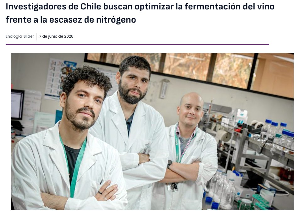 VriicUsach's tweet photo. #UsachEnLosMedios | 🗞️  El Dr. Eduardo Kessi -investigador del Centro de Estudios en Ciencia y Tecnología de Alimentos (CECTA) de la Usach– lidera un proyecto enfocado en comprender cómo las levaduras fermentan el vino en condiciones de baja disponibilidad de nitrógeno. https://t.co/vP4CGxZyGX