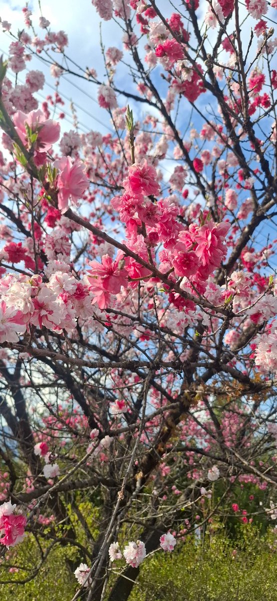 pisuke1129f's tweet photo. #5月のキャンプを写真4枚で振り返る
その13
白骨温泉からキャンプ地の
#木曽駒冷水公園 までの帰り道
桃花が綺麗やった～
そしてテントに戻ったら
ホットサンドメーカーで
ぺちゃんこのメロンパンに
コーヒー入れておやつたいむ
このまったりな時間が好きです
(≧▽≦)

#キャンプ好きと繋がりたい https://t.co/ZmwZ016IY7