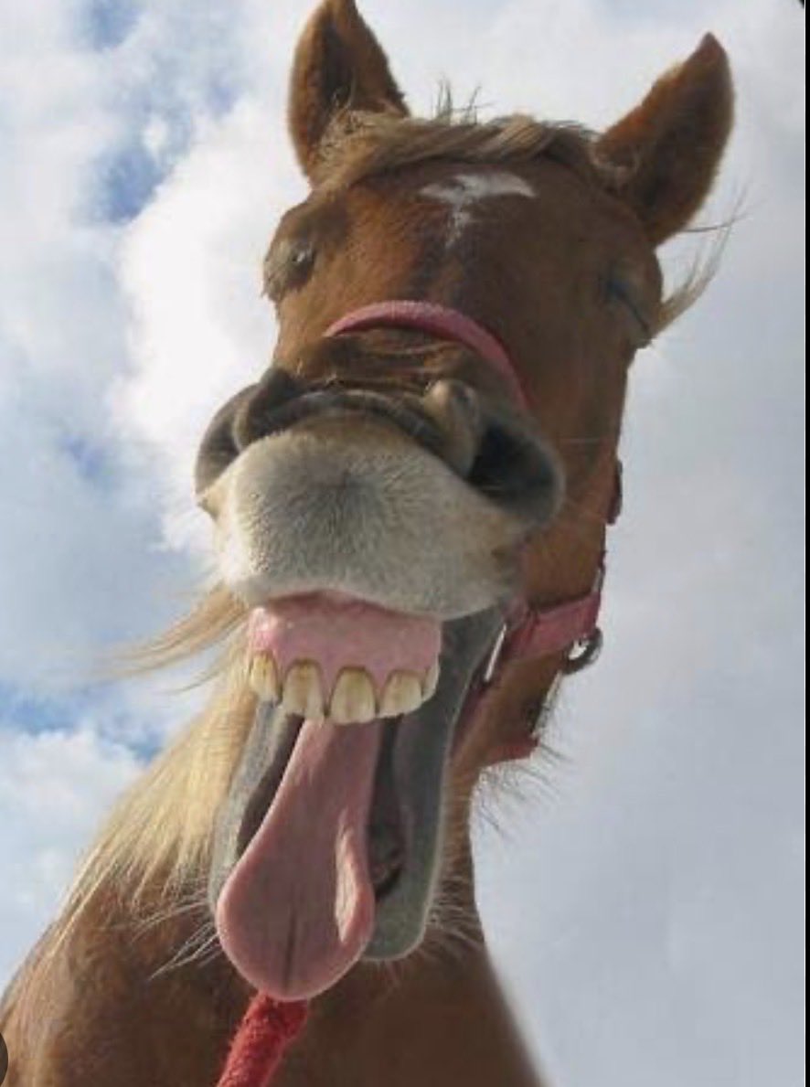 bottomlessmare's tweet photo. This is the face of your #girlfriends rapist
#horsed #horse #rape #stallion https://t.co/FSowb3oaY9