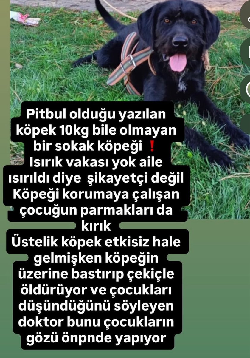 zeyyerinde1's tweet photo. Hayvan düşmanları gerçekler ortaya çıkınca bu sefer de beni tehdit etmeye başladılar. Yalanları patladı, anlatacak bir şeyleri kalmadı. Şimdi de bu çocuğa pitbull diyorlar. O kadar omurgasız ve salaklar ki, bu çocuk pitbull mu? Gerçekleri gizleyemeyince insanları korkutmak için köpeklerin ırkı üzerinden algı yapmaya çalışıyorlar. Ne derseniz deyin, gerçek değişmiyor. Yalanlarınız da iftiralarınız da elinizde patladı.
#HakanÇatakİçinAdalet
#PatronİçinAdalet