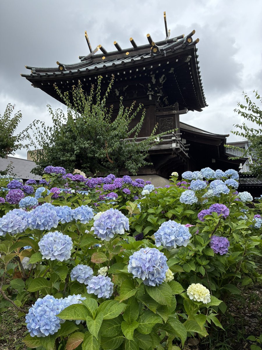 UNCLE_ASAKUSA's tweet photo. 6月10日 水曜日
おはようございます
東の空に有明の月が昇ってきました。
今日は旧暦4月25日、七十二候は螳螂生
（かまきりしょうず）の最終日になります。
梅雨の合間の浅草はこれから雨が降る予報です。週の半ばの水曜日､元気を出して良い一日をお過ごしください。

　映画『国宝』が映画館での上映が終わったと思ったらもうプライムビデオで放送しています。映画館では3度観ましたが本当に良い映画です。もし観てない方がいらっしゃいましたらぜひともお勧めします。

⬇️雨の白山神社（文京あじさいまつり）