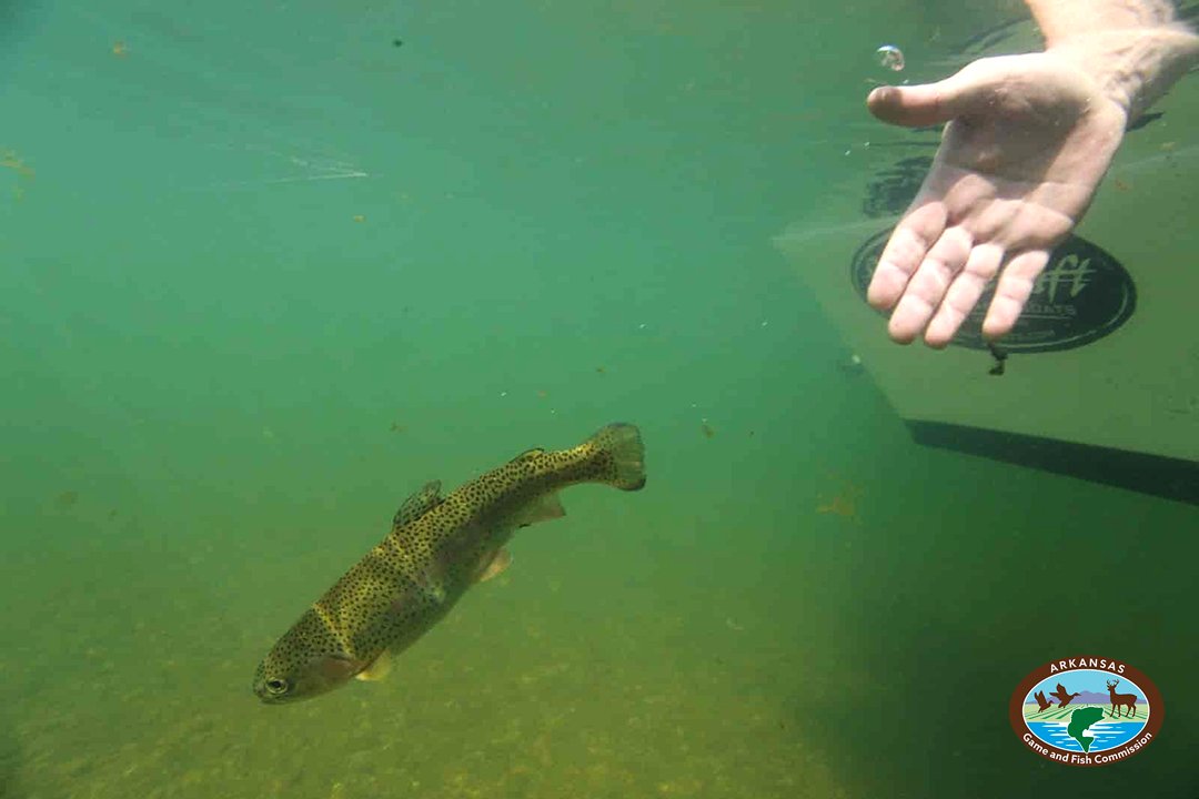ARGameandFish tweet picture