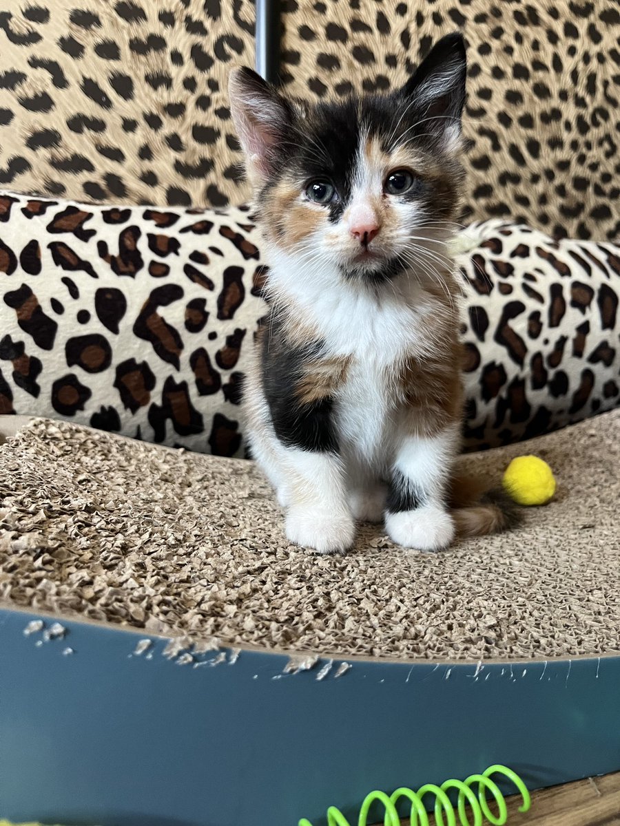 Noctiflora's tweet photo. Over a month with our emo kitten! She still baby but she’s growing up so quick 😭 https://t.co/SPK37aCO6D