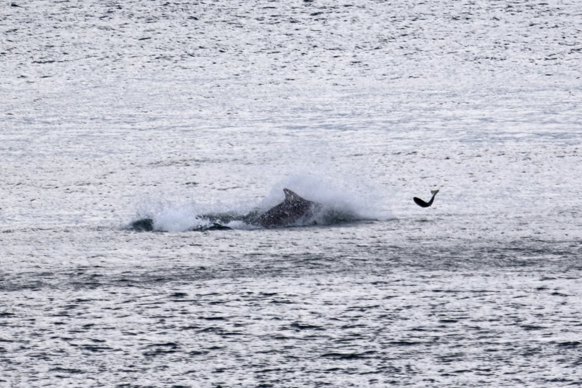 PorinaAdventure's tweet photo. Dolphins from earlier. Many groups had calves, and they were also sending fish flying. https://t.co/i1DHS3JV5q