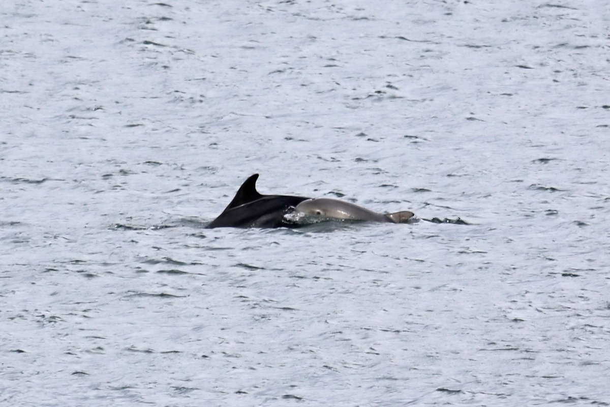 PorinaAdventure's tweet photo. Dolphins from earlier. Many groups had calves, and they were also sending fish flying. https://t.co/i1DHS3JV5q