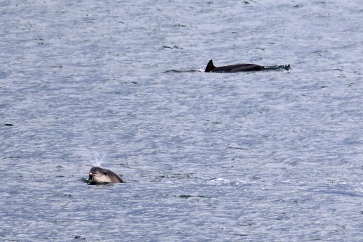 PorinaAdventure's tweet photo. Dolphins from earlier. Many groups had calves, and they were also sending fish flying. https://t.co/i1DHS3JV5q