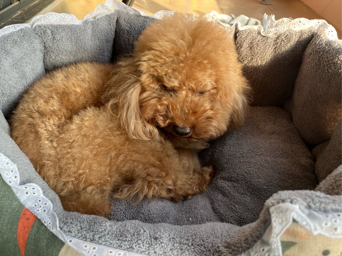 iamsimpleboy7's tweet photo. My rescue pup just curled up on my lap while I worked—this quiet, warm moment makes every long workday feel worth it https://t.co/TB4qj9lL3Y