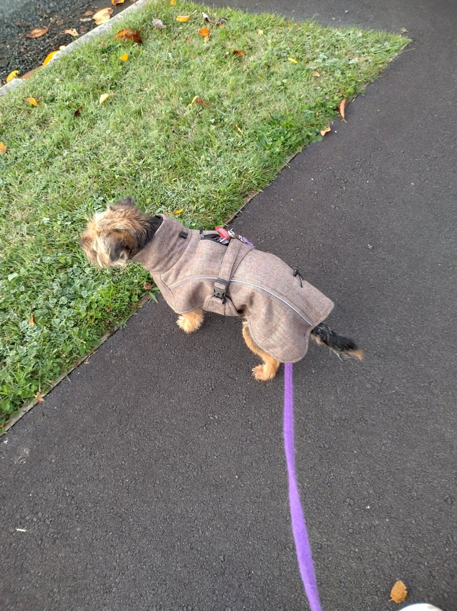 Haddienz's tweet photo. Cold morning here. 5 degrees.
Willow is showing off her brand new warm coat for the first time. #btposse https://t.co/cnCBpGSNxE