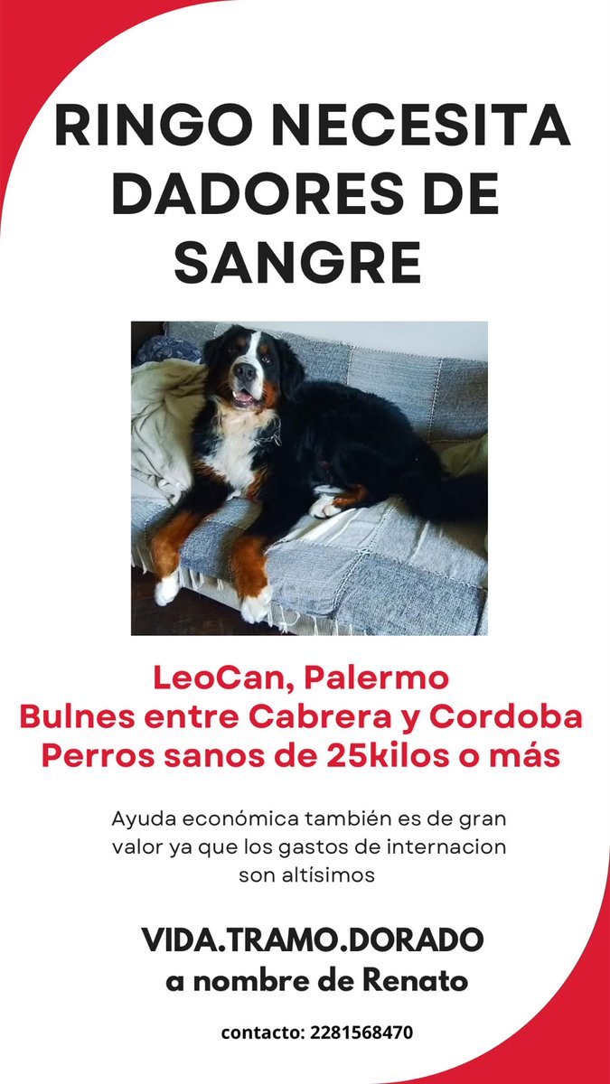 rodstewstew's tweet photo. Este es Ringo y necesita dadores de sangre.
Mil gracias 😊 
RT por favor 🩵 https://t.co/Q7M4Zk0lrB
