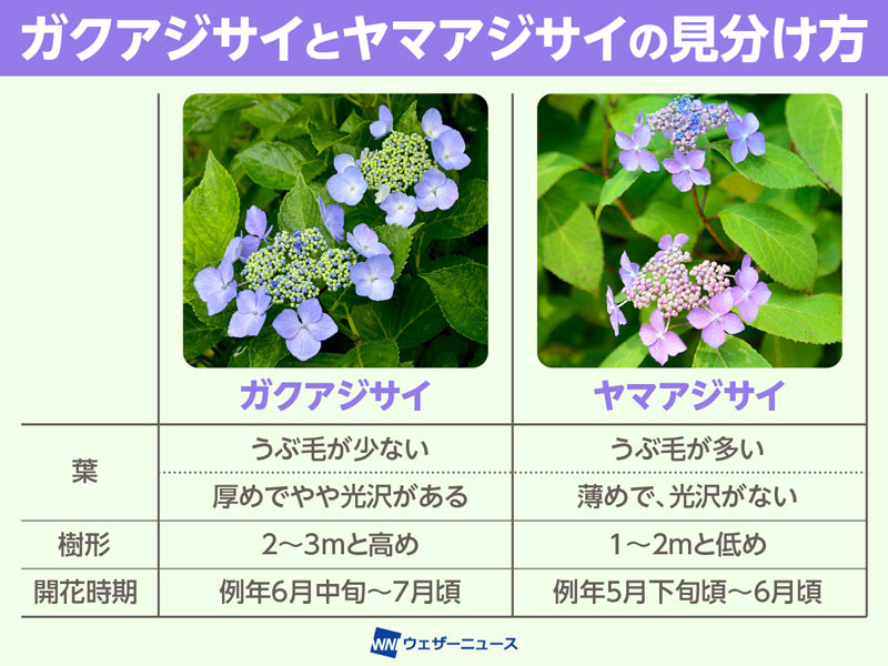 wni_jp's tweet photo. 【アジサイの見分け方】
梅雨入りとなった各地では、アジサイが見頃を迎えたところが増加中です。自生している日本固有品種の代表格「ヤマアジサイ」と「ガクアジサイ」について、その分布や特徴、見分け方について教えてもらいました。
https://t.co/acJoZJYHDr https://t.co/YvCn5vydb8