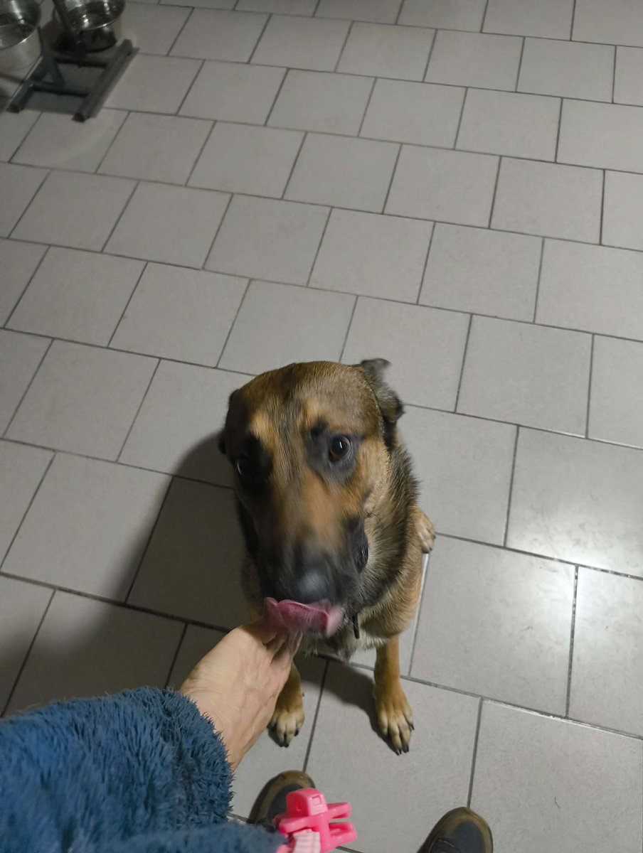 Tentation145L's tweet photo. 🐶 Tyson : Balade avec nounou aujourd’hui. J’ai tenté de tester les limites… plusieurs fois. Résultat : nounou 1 - Tyson 0. 😅
🐱 Fleur : Moi, j’ai supervisé la journée depuis mon trône. Tout est sous contrôle. 👑
#TeamTyson #TeamFleur #Vacances https://t.co/XF3MX5wrT1