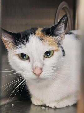 sachikoko's tweet photo. 🆘UPDATE - THE SHELTER IS FILLING UP🆘
⌛TIME IS RUNNING OUT🙏🏾PLEASE KEEP SHARING
💓Spicy Female #Calico Kitty Now Named "CAYENNE"💓
🚨Still Needs #Adoption Or #Rescue ASAP!🚨
▶️ID: 19581 https://t.co/xT4mcivS9q
🙏🏽#AdoptDontShop #Pledge 2 #SaveALife
#Marietta, #GA @cobbkitties https://t.co/VLGtIygvjB
