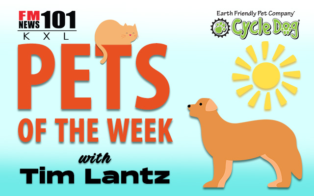 KXLNews's tweet photo. 🐾NEW Pets of the Week! Meet Eddie, an English Bulldog &amp; champion couch potato, plus Sasha, an energetic young shepherd mix working hard in training. ❤️Also, details on Corgi Beach Takeover in Seaside later this month benefiting Oregon Humane! Listen now: https://t.co/gz5LpCkUVV https://t.co/mbjWBNWExN