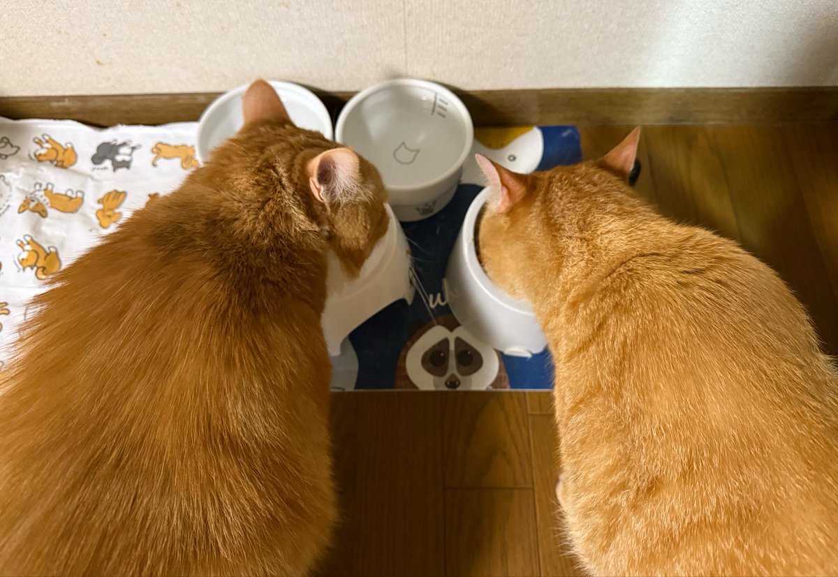 Beercat_Ana_Dar's tweet photo. 今朝もモリモリ食べて
大きくなるぞ〜‼️💪💨😺
#ねこ
#猫好きさんと繋がりたい 
#猫がいる生活
#cat
#ベンガル
#キンカロー
#保護猫 https://t.co/IiMgeH62fY