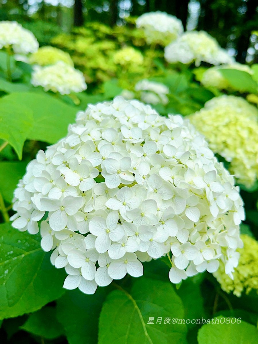 moonbath0806's tweet photo. 𖤣𖥧𖥣𖡡𖥧𖤣

ꕤ⋆.˚  アナベルの森  ₊ ⊹ꕤ

#アナベル  
#TLを花でいっぱいにしよう 
#写真好きな人と繋がりたい https://t.co/rp6FtC01mY