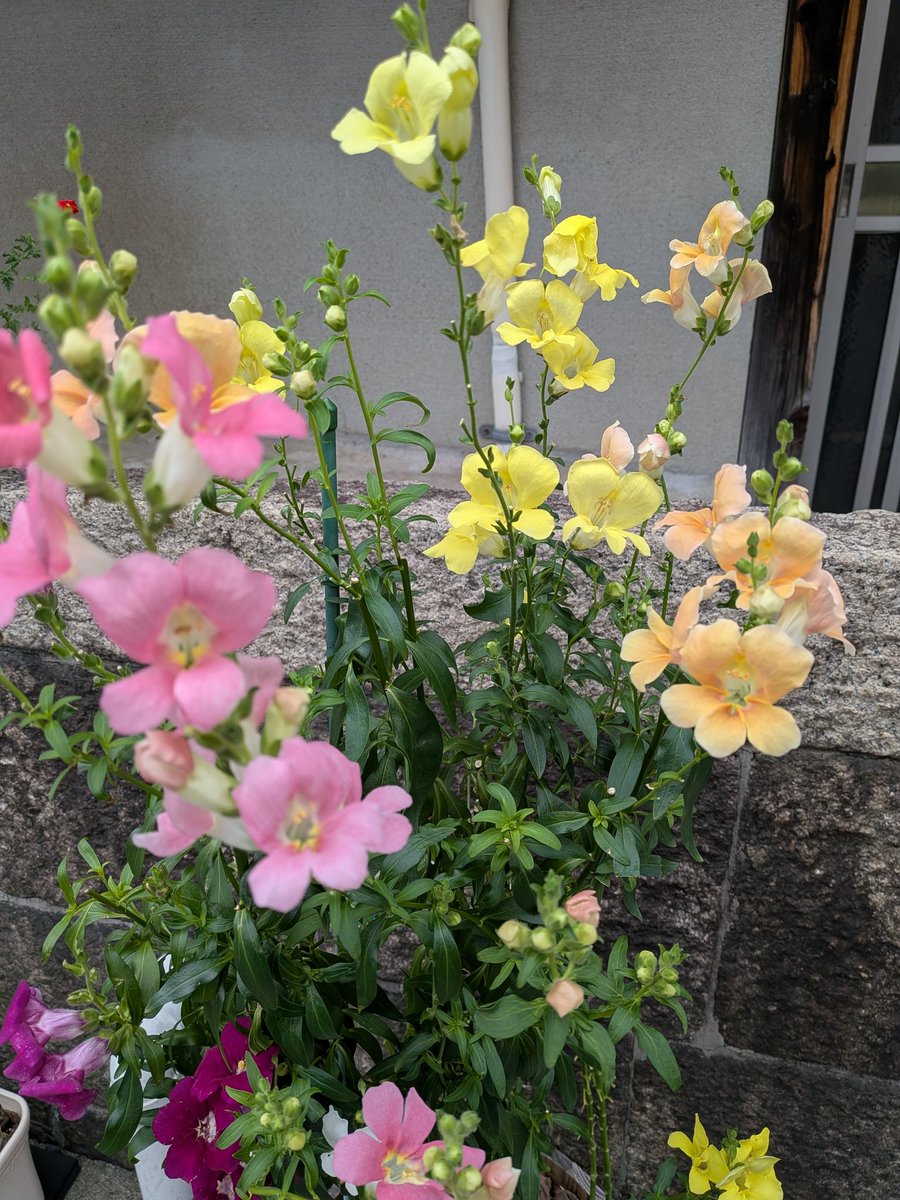 4fwpSdSRqbtHdg0's tweet photo. あら!   昨日の仕事帰り間に合ったバスに乗り込みスマホをポチポチ…降りる停留所に到着!料金箱にお金を入れ降りるとお客さんと運転手さん呼ばれた…もしやお金が足りないのかと思っていると10円多いです…それは回転焼きを買おうとしたお金そのまま入れたようです…皆様お良い1日をお過ごし下さいね https://t.co/k1W6LADqzp