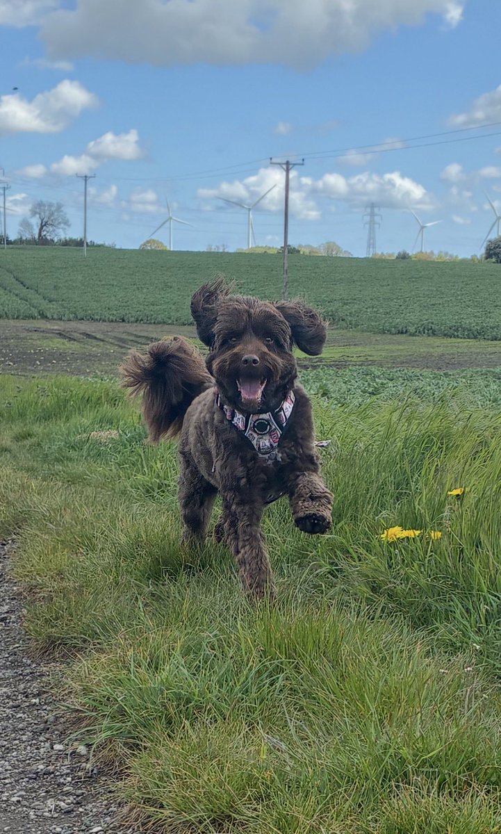 deanbriggs1's tweet photo. @ClarksonsFarm1 Gnasher the spoodle 😊 https://t.co/ncS9GiuPQv