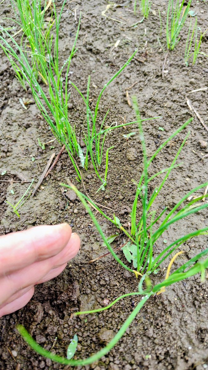 Ron_Shibata's tweet photo. ニラ
種から育てると収穫できるようになるまで1年以上かかる野菜。小さなうちは手間がかかるが、夏野菜のコンパニオンとしても重宝するので、隅のほうに作っておく。 https://t.co/ZJb4nL1fcs