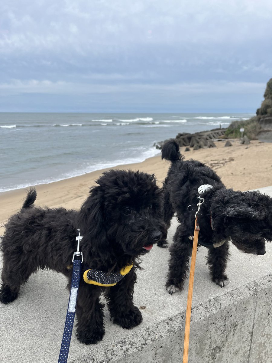 tendosouzi1972's tweet photo. うちの子達🐶🐶
今年初めての海は
防波堤の上で高さへの緊張の中でした😱
水も怖いから
海嫌いになっちゃうかな？ https://t.co/aVTNO5kX2K
