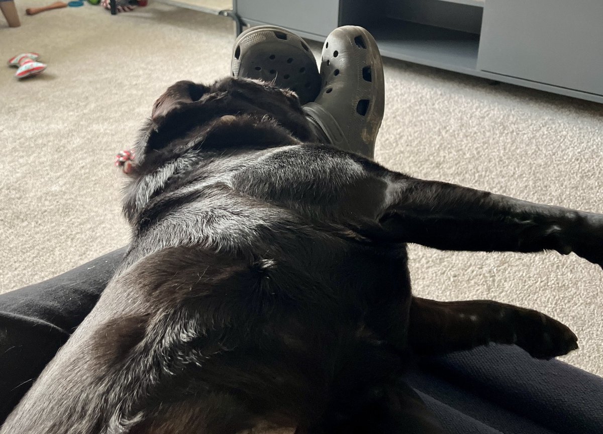 andy_general's tweet photo. @ClarksonsFarm1 Pugged 🐾 x https://t.co/c8TUlwwD1i