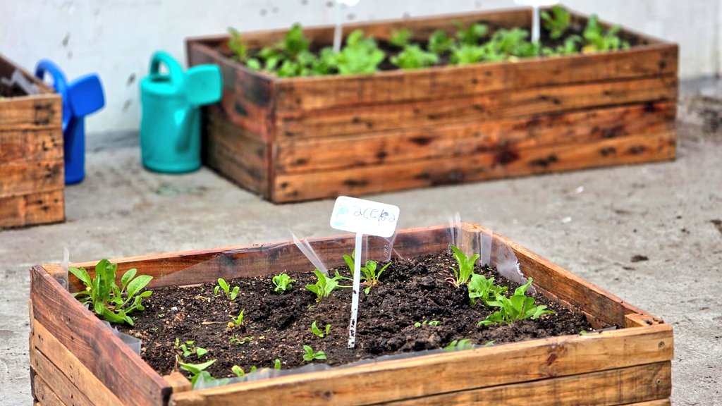 Val_Fabian's tweet photo. Hoy en la escuela del #Libertador compartimos una hermosa jornada de trasplante de aromáticas🌿 (romero, orégano, menta y ciboulette) y ornamentales🌼 (statice, coquetas, tulbalghias y caléndulas).🌱
¡La huerta viene creciendo muy bien! un gran trabajo comunitario lleno de aprendizajes y amor por lo que hacemos.💚
Cada planta 🌱que incorporamos es una oportunidad para aprender, cuidar el ambiente y fortalecer los lazos entre quienes forman parte de este hermoso proyecto.
Seguimos sembrando valores, compromiso y futuro junto a toda la comunidad.🌿✨
#EnEquipo🙌