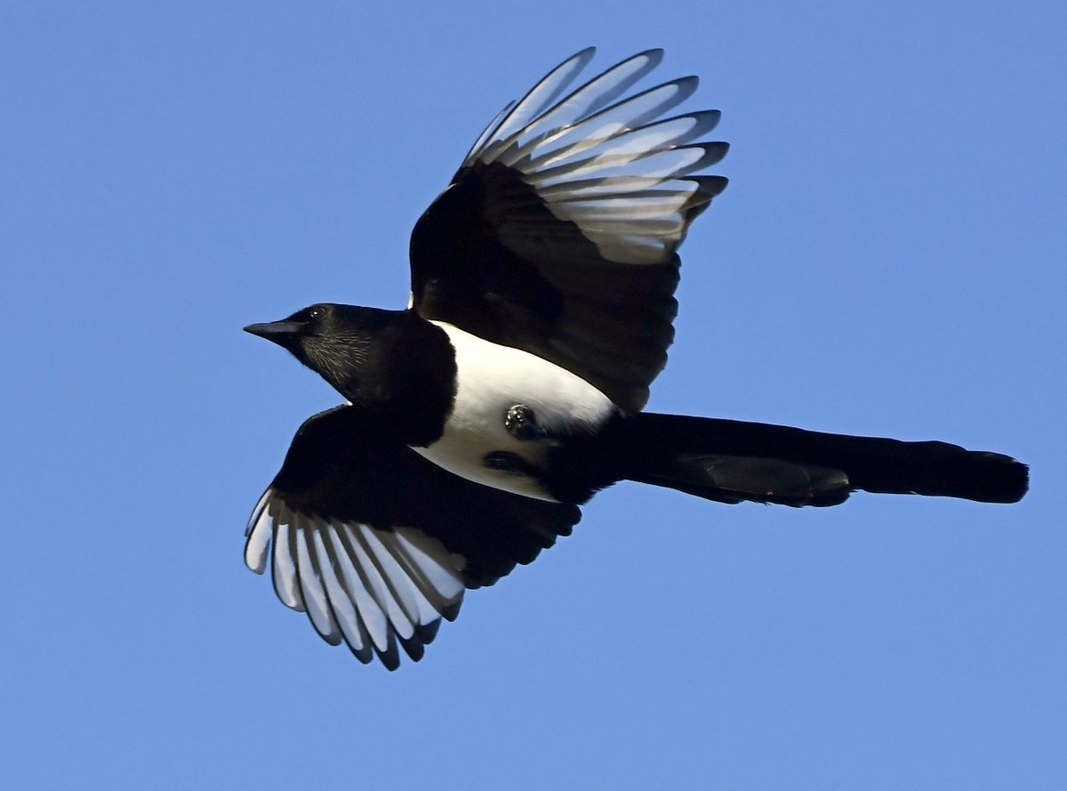 CarlBovisNature's tweet photo. Magpie overhead! 😍🐦 https://t.co/bUbKtXPsOn