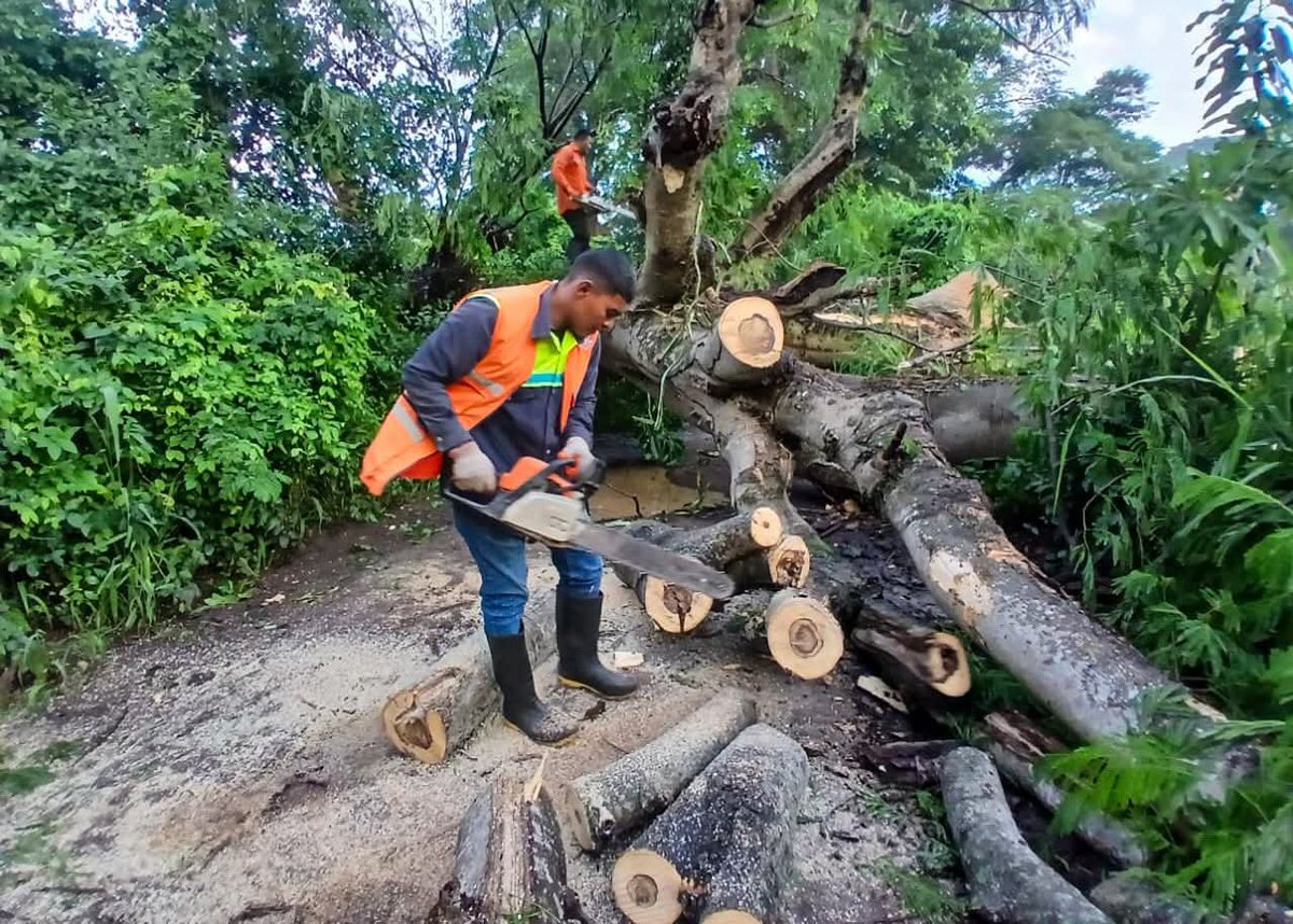 elsalvador's tweet photo. #DePaís #SantaAna| #AlertaNaranja Equipos de la alcaldía de #SantaAnaEste realizaron trabajos de desalojo de un árbol de gran magnitud que cayó sobre la calle principal a comunidad La Palomera, cantón La Presa, distrito de El Congo

Fotos cortesía. https://t.co/FADGCOSeLY