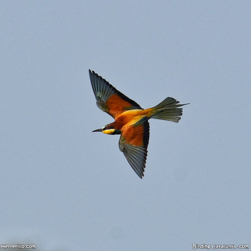 herrerillo_com's tweet photo. Abejaruco (Merops apiaster), gran cazador de marioosas, abejas, avispas,… https://t.co/2QwoBjsHpj