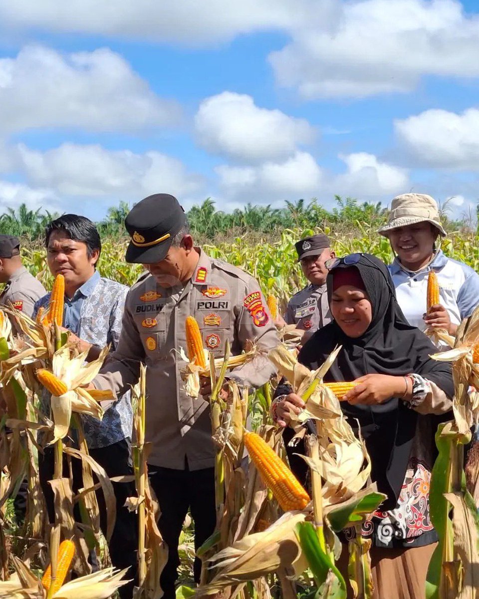 Polres_Bwi's tweet photo. @bidhumas_jatim Polsek Teluk Bayur mendampingi kegiatan Panen Raya Jagung Serentak Kuartal I sebagai bentuk dukungan terhadap Program Ketahanan Pangan Presiden RI 2026.
Polri Terus Berkomitmen Wujudkan Indonesia Makmur dengan mendukung #KetahananPanganNegeri https://t.co/gSLMd6bFQz