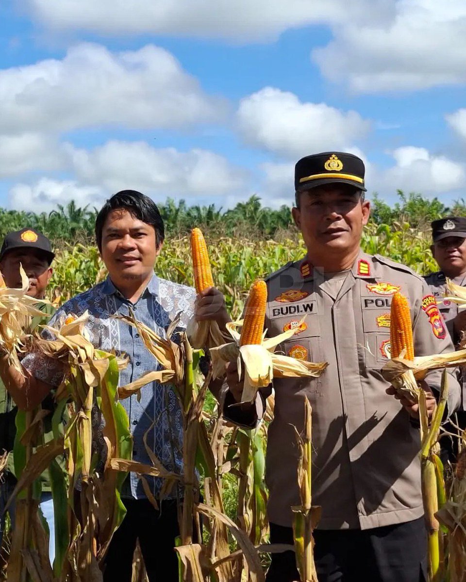 Polres_Bwi's tweet photo. @bidhumas_jatim Polsek Teluk Bayur mendampingi kegiatan Panen Raya Jagung Serentak Kuartal I sebagai bentuk dukungan terhadap Program Ketahanan Pangan Presiden RI 2026.
Polri Terus Berkomitmen Wujudkan Indonesia Makmur dengan mendukung #KetahananPanganNegeri https://t.co/gSLMd6bFQz
