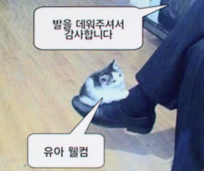 황튀밥 tweet media