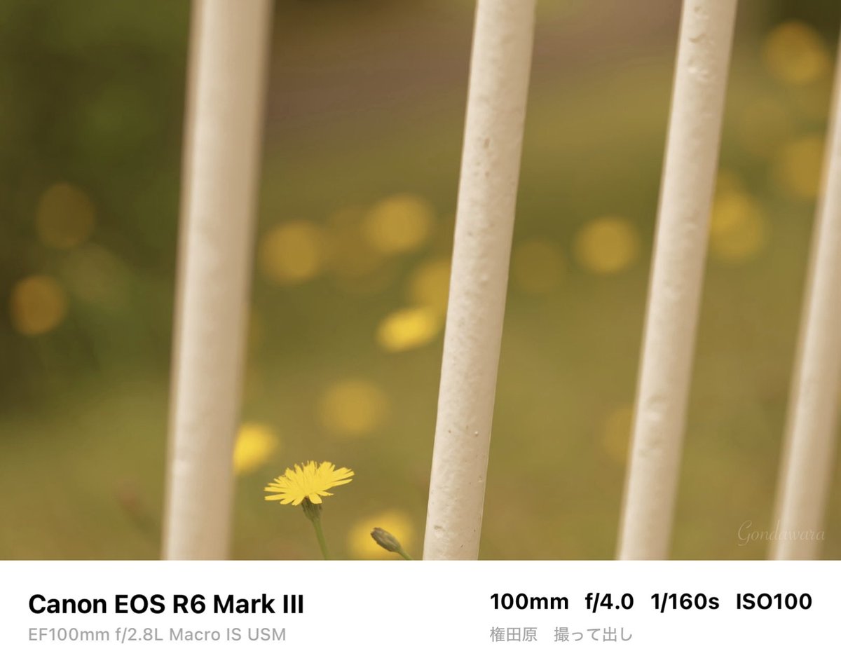 loqg78's tweet photo. しゃがんだら屁が出た🥹
#Canon #R6mark3 #EF100macro https://t.co/vWRyrp8apn