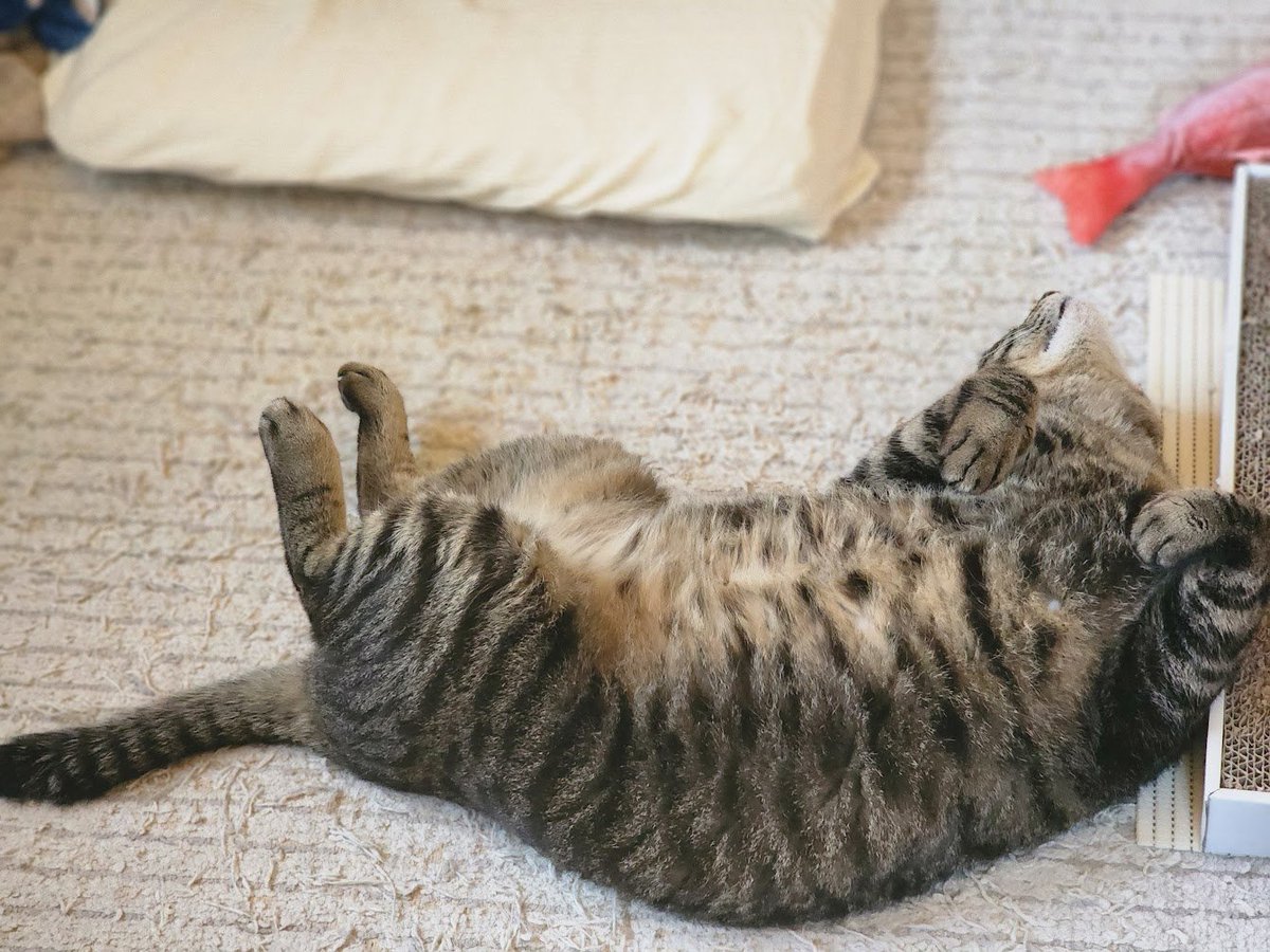 yuyuknight's tweet photo. ほんっとに夏が近づいてるんですね。猫がよく開きます。

寧ろ開いてる猫しか画像撮ってなかった… https://t.co/u0gWyDZnNV